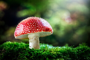 Fly Agaric red and white poisonous mushroom or toadstool background in the forest - Powered by Adobe