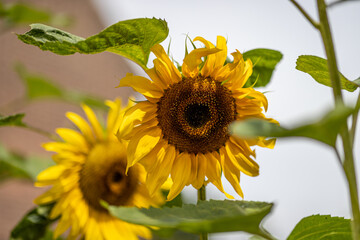Sunflowers among the leaves on a sunny day with a blurred background. Flower head or pseudanthium, its ray flowers and the center of the head or disk flowers