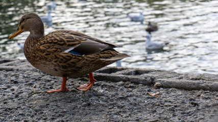 Beautiful duck on the lake in autumn