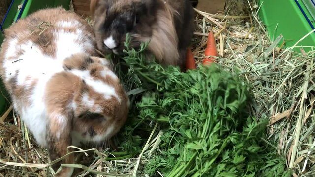 Ein Zwergkaninchen beim fressen