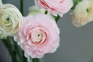 pink and white roses