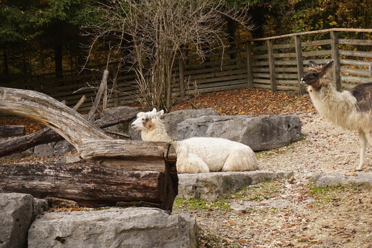Lamas Zoo