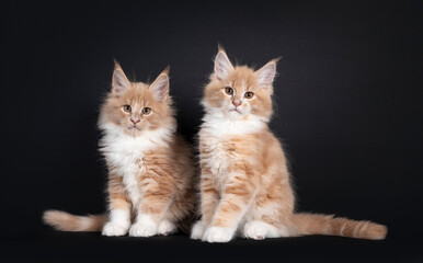 Two adorable fluffy Maine Coon cat kittens, sitting together beside each other. Looking towards camera. Isolated on black background.