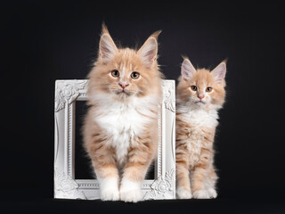 Two adorable fluffy Maine Coon cat kittens, sitting through and behind an empty photo frame. Looking towards camera. Isolated on black background.