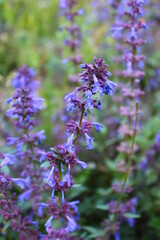 Obraz premium lavender flowers in the garden