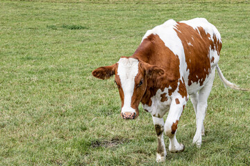 Cow with white and brown fur walking quietly in a field with green grass, cloudy day in the Dutch grasslands in South Limburg, the Netherlands