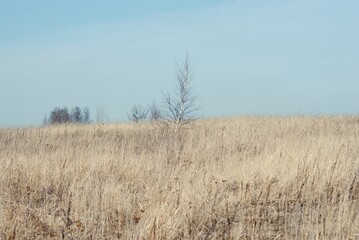 Obraz premium a small tree among the dried grass in spring