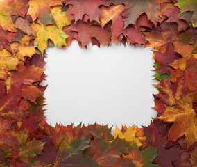 Naklejka na ściany i meble Border frame of colorful autumn leaves isolated on white background. Autumn, fall, thanksgiving day, nature concept. Flat lay, top view, copy space.