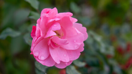 Image of beautiful fresh rose in Andalusia