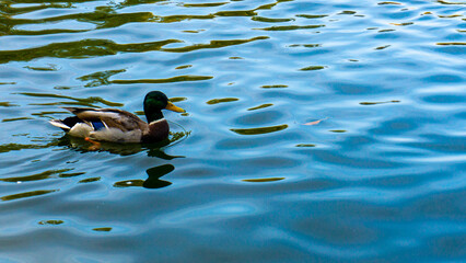 Beautiful duck on the lake in autumn