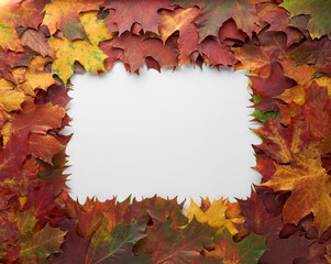 Naklejka na ściany i meble Border frame of colorful autumn leaves isolated on white background. Autumn, fall, thanksgiving day, nature concept. Flat lay, top view, copy space.