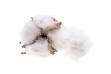 cotton bud isolated
