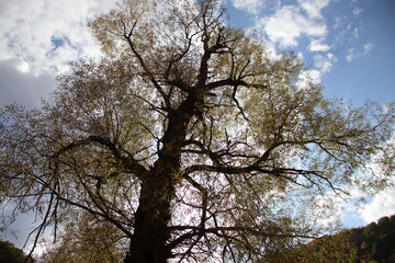 tree and sky