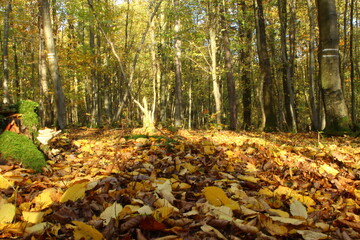 la forêt