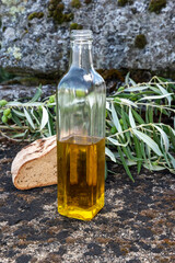 Olive oil in a bottle in nature with an olive branch and a rocky bottom.