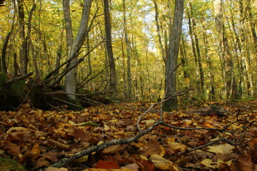 la forêt