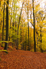Wald im Herbst schön leuchtend bei Neuruppin 