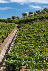 Vines in the vineyard for grape harvest.