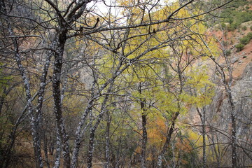
Forest landscapes made of trees in autumn colors