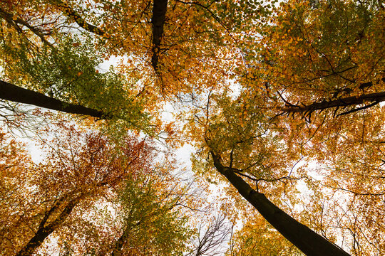 Wald im Herbst schön leuchtend bei Neuruppin