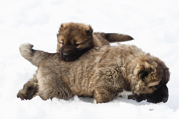 Two playful funny Caucasian Shepherd Dogs having fun in snow.