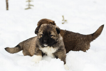 Two playful funny Caucasian Shepherd Dogs having fun in snow.