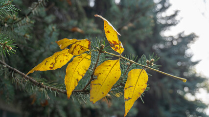 Close-up of a leaf on a pine branch