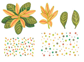 A set of drawings with felt-tip pens orange flower with green striped leaves, half-open bud.