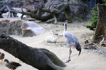 grey heron ardea cinerea