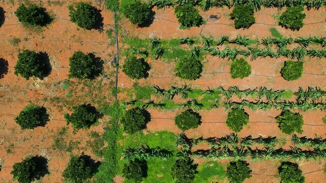 Aerial of a small scall farm of orange trees in a village in Botswana