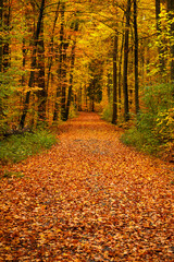 A forest decorated in autumn and in the middle of it a walkway.