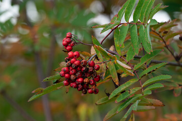 Rowan, Sorbus aucuparia