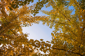 Beautiful and colorful autumn collection of Ginkgo leaves and paths in the park