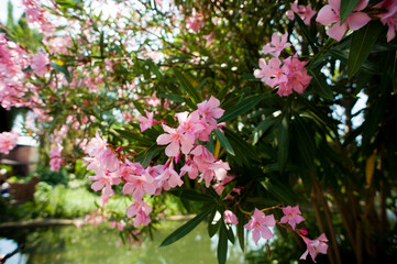 Blooming oleander. Flora. Nature of the South. Summer. Background.
