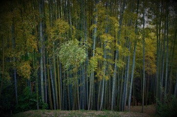 Japan pictures, typical japanese traditional lifestyle, trees ans nature in japan 
Beautiful selection of high quality photography in Hokkaido, Tokyo, Osaka, Kyoto, Kawagushiko, Sakurajima and Okinawa