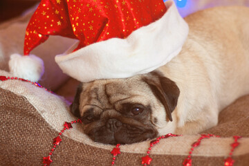 christmas pug dog with garland and hat santa claus in bed on christmas holidays