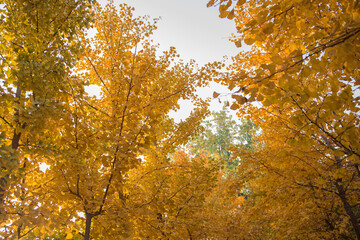 Beautiful and colorful autumn collection of Ginkgo leaves and paths in the park