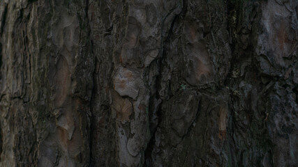 Beautiful old tree bark close-up
