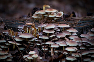 A group of yellow non edible mushrooms among dry oak leaves. Selective focus on the mushrooms. Blurred background is hiding pine spikes and withered grass. Poland.