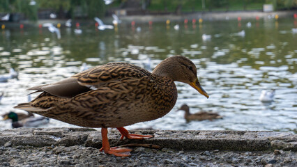Beautiful duck on the lake in autumn