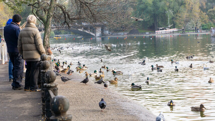 People feed ducks near the lake