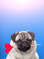 A lover chocolate valentine havanese dog holding a red heart in mouth isolated on white background