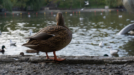 Beautiful duck on the lake in autumn