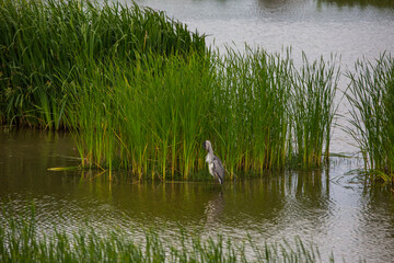 Obraz premium Great egret in Aiguamolls De L'Emporda Nature Reserve, Spain