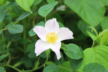 
Delicate pink rosehip flowers bloom on a bush in a summer garden