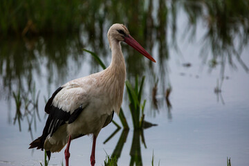 Storks in spring in Aiguamolls De L'Emporda Nature Reserve, Spain
