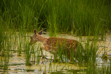 Fallow deer in Aiguamolls De L'Emporda Nature Reserve, Spain