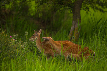 Fallow deer in Aiguamolls De L'Emporda Nature Reserve, Spain