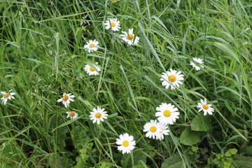 Fototapeta premium Daisies bloom in a summer meadow