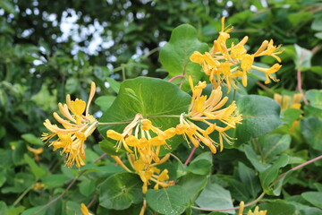 
Common honeysuckle blooms with bright yellow flowers on a bush in a summer garden